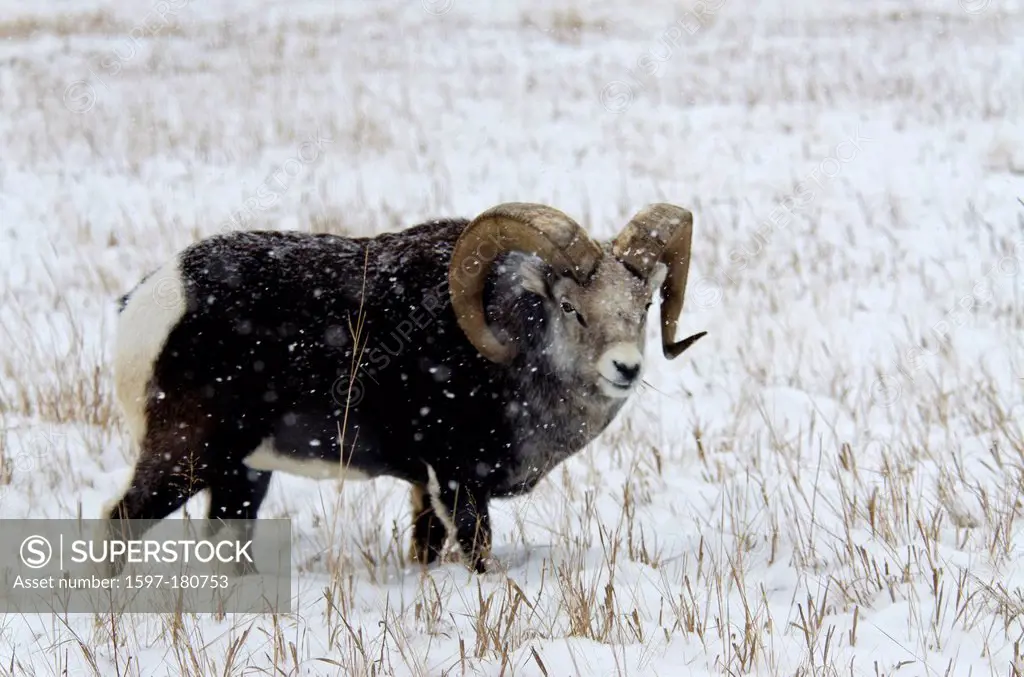 stone sheep, ovis dalli stonei, Yukon, wildlife, preserve, sheep, animal, Canada, winter