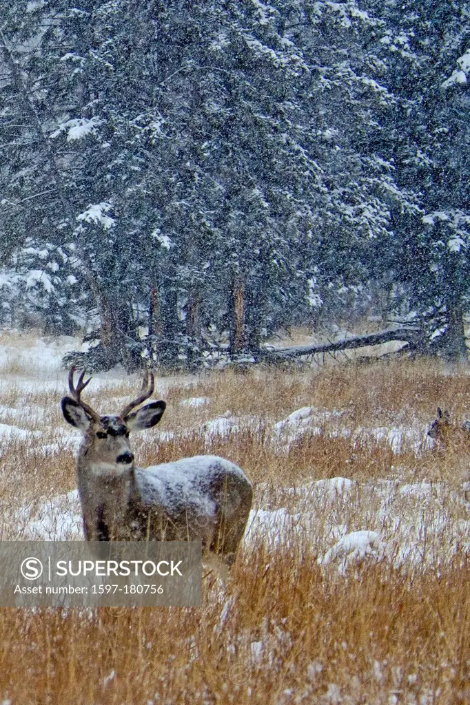 mule deer, odocoileus hemionus, Yukon, wildlife, preserve, Canada, winter, deer, animal