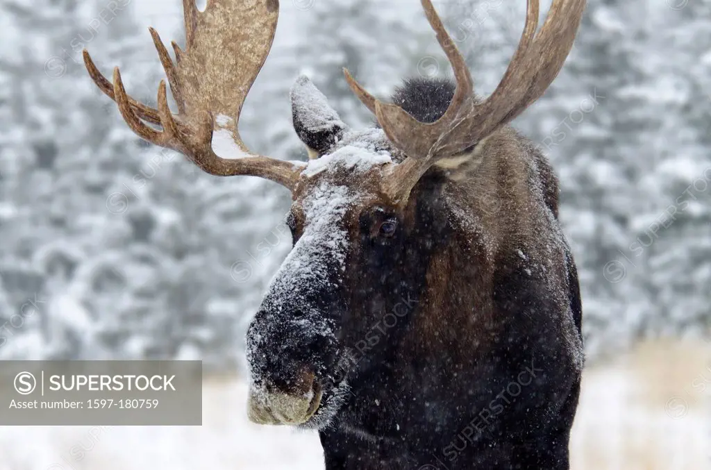 moose, alces alces, Yukon, Canada, animal, snow,