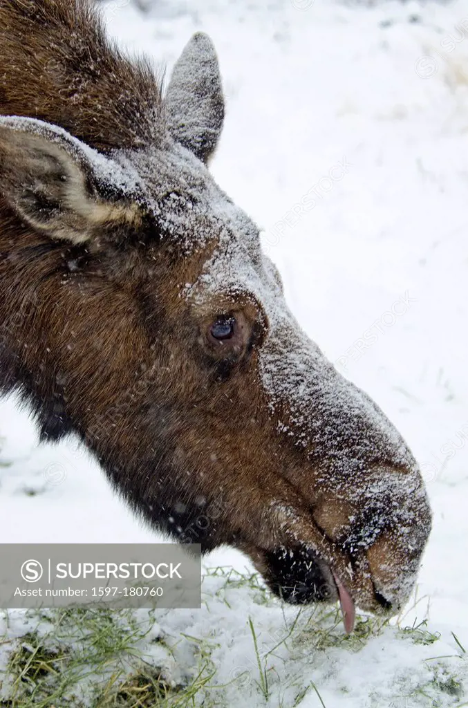 moose, alces alces, Yukon, Canada, animal, snow,
