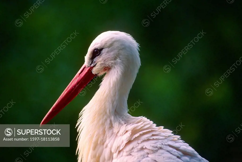 White Stork, Ciconia ciconia, Ciconiidae, portrait, bird, animal, Zoo area, Zurich, Switzerland
