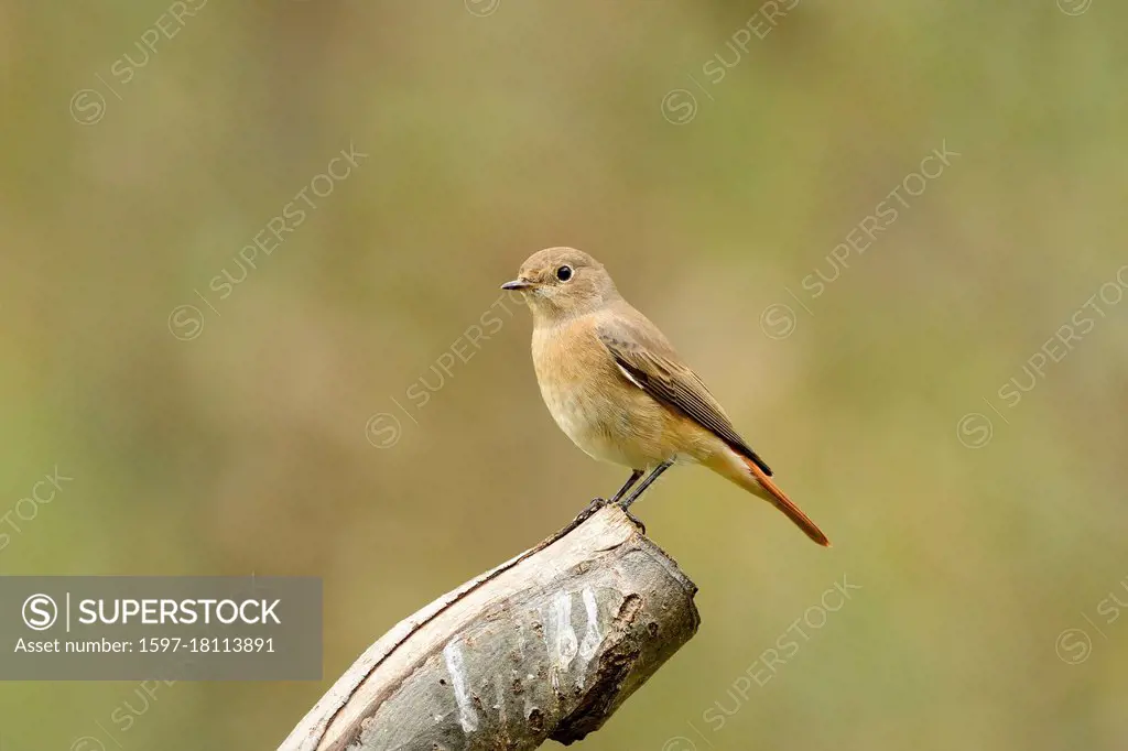 Common Redstart, Phoenicurus phoenicurus, Turdidae, female, bird, animal, Geschinen, Goms, Canton of Valais, Switzerland