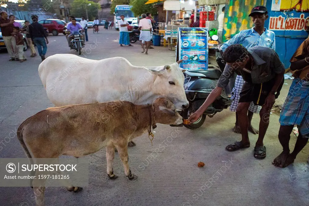 India, South India, Asia, Tamil Nadu, Mamallapuram, Mahabalipuram, cows, street, holy cows, giving, street