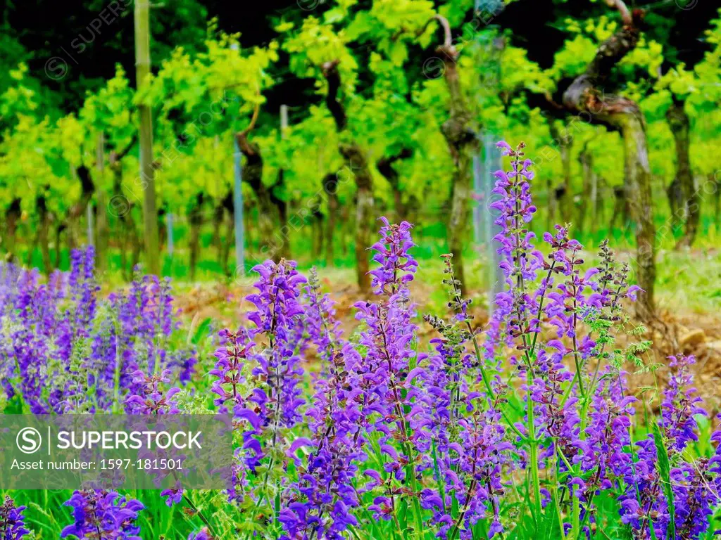 Germany, Franconia, meadow sage, blue, blossoms, vine stocks, vines, vines, vineyard, agriculture
