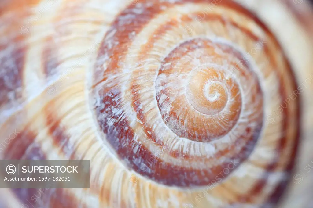 Detail, Helix pomatia, macro, pattern, structure, close-up, snail, snail shell, shell, Switzerland, Europe, spiral, edible snail, brown, graphical,