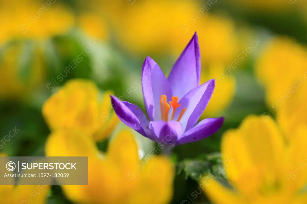 Flower, flowers, blossom, flourish, Crocus, detail, flora, spring, spring flower, complementary color, macro, close-up, plant, iris plant, drop, wild ...