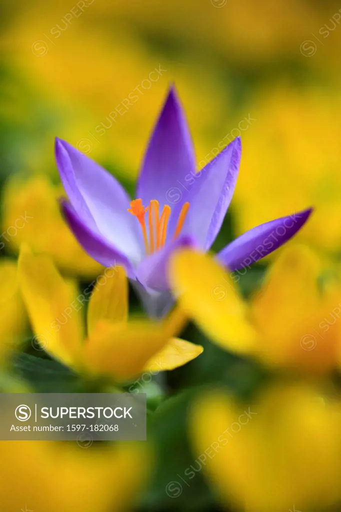 Flower, flowers, blossom, flourish, Crocus, detail, flora, spring, spring flower, complementary color, macro, close-up, plant, iris plant, drop, wild ...