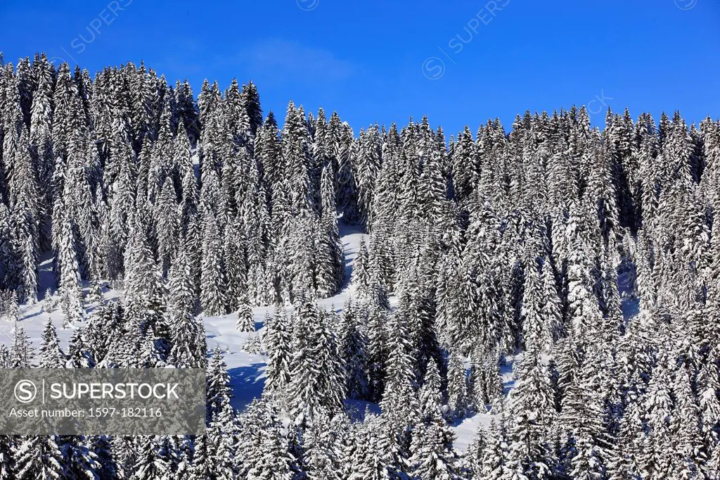 Alps, trees, sky, snow, Switzerland, Europe, sun, sunshine, fir, firs, wood, forest, winter, alpine, blue, sunny, snow-covered, snowy,