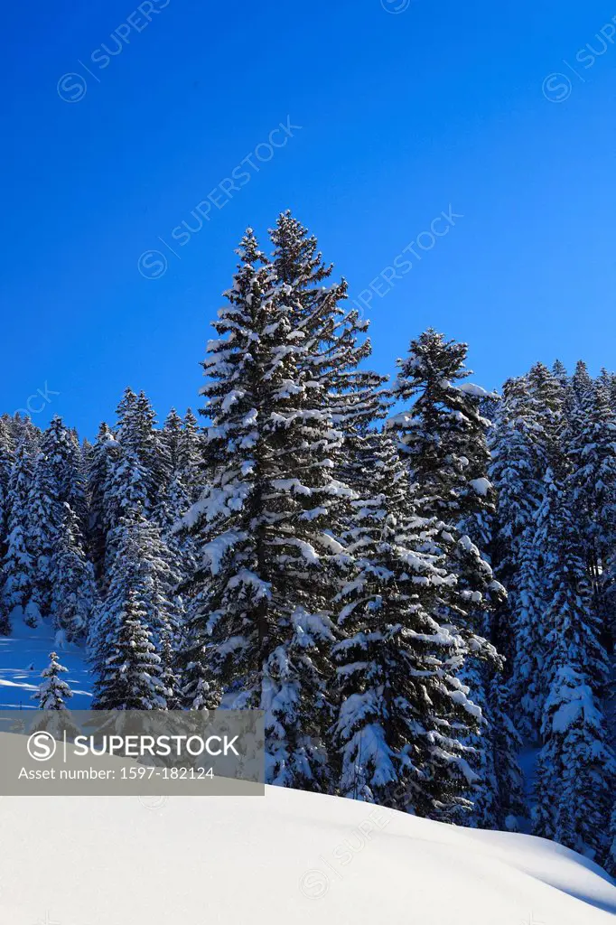 Alps, trees, sky, snow, Switzerland, Europe, sun, sunshine, fir, firs, wood, forest, winter, alpine, blue, sunny, snow-covered, snowy,