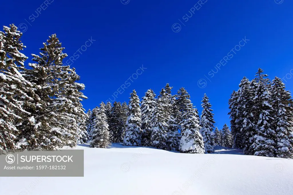 Alps, trees, spruce, spruces, sky, snow, Switzerland, Europe, sun, sunshine, fir, firs, wood, forest, winter, alpine, blue, sunny, snow-covered, snowy...
