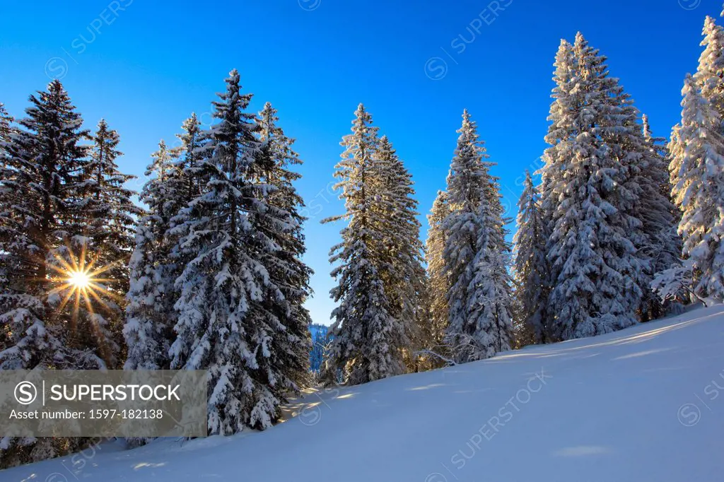 Alps, tree, trees, spruce, spruces, back light, sky, cold, morning, morning light, snow, Switzerland, Europe, sun, sunshine, star, fir, firs, wood, fo...