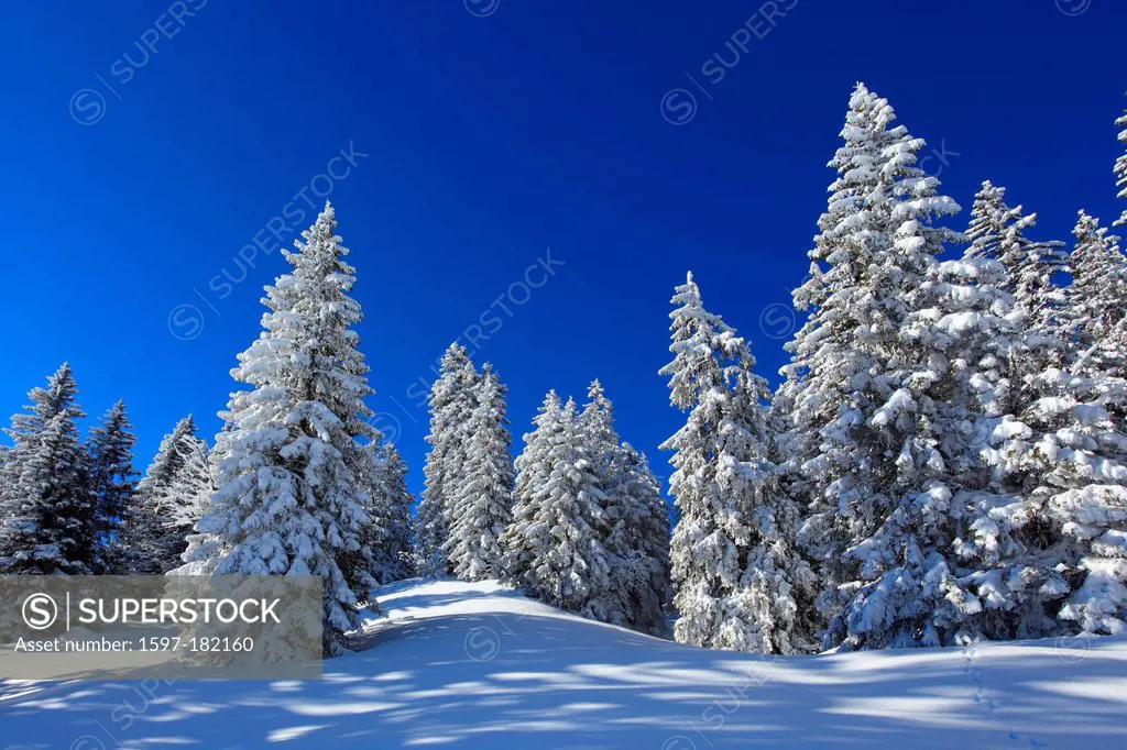 Alps, trees, spruce, spruces, sky, snow, Switzerland, Europe, sun, sunshine, fir, firs, wood, forest, winter, alpine, blue, sunny, snow-covered, snowy...