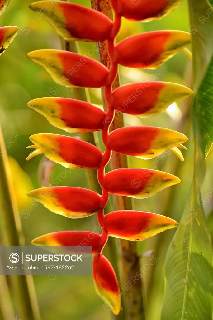 Central America, Costa Rica, Golfito, landscape, nature, Heliconia Huimilis, Lobster, Claw, flower, tropical, Puntarenas,