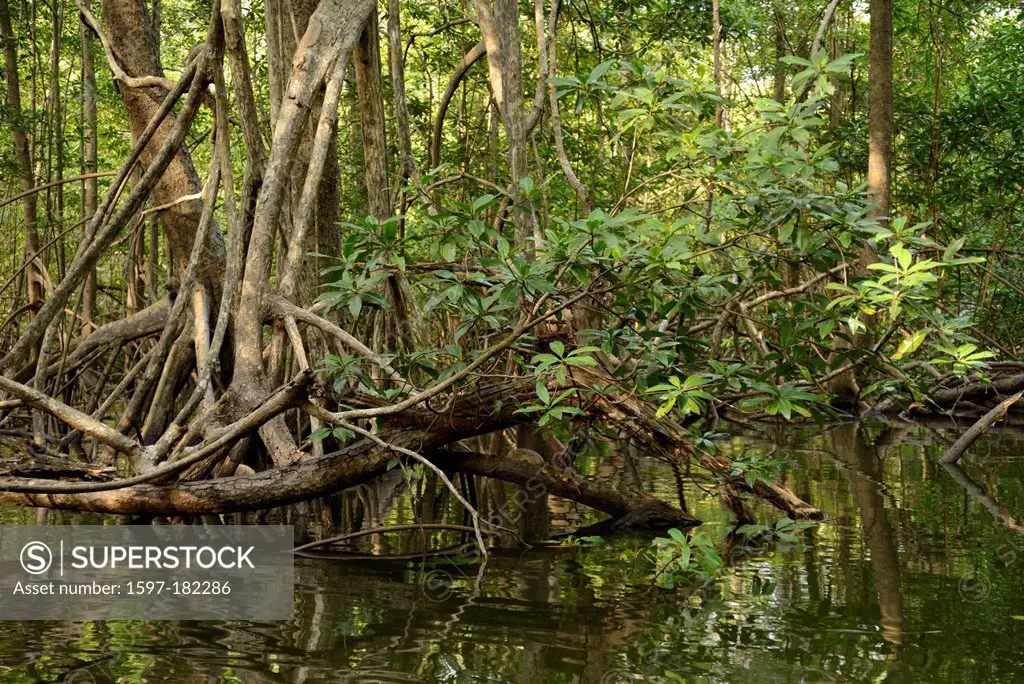 Pacific, mangrove, forest, Corcovado, National Park, Osa Peninsula, Costa Rica, Central America, Puntarenas,