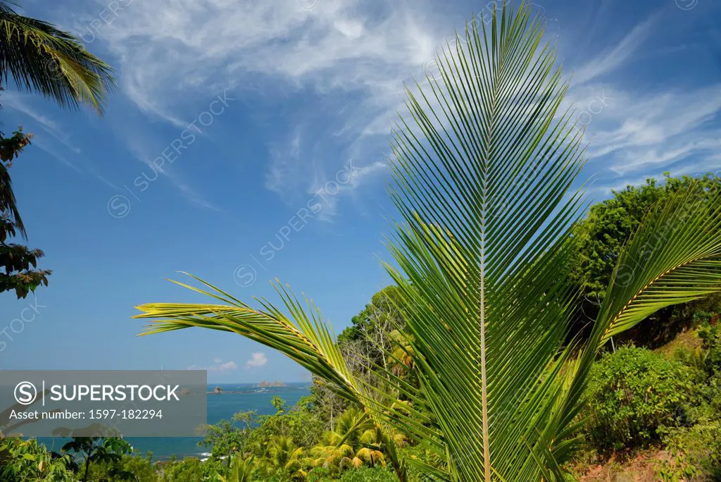 Central America, Costa Rica, Corcovado, National Park, Oso Peninsula, pacific coast, palm, Puntarenas,
