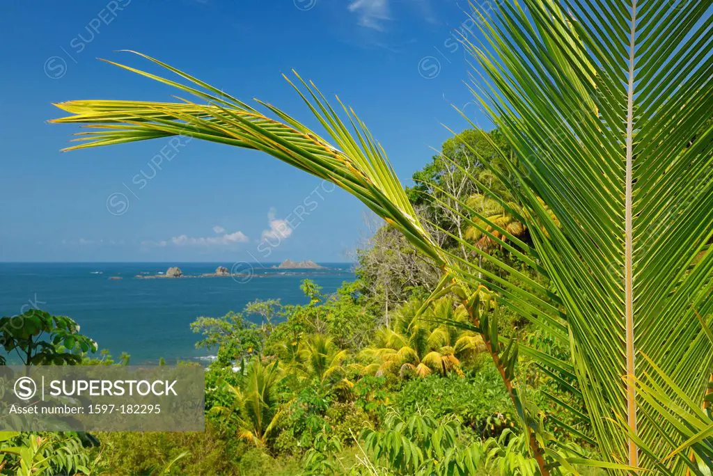 Central America, Costa Rica, Puntarenas, coast, pacific, tropical, landscape, nature, palm, Puntarenas,