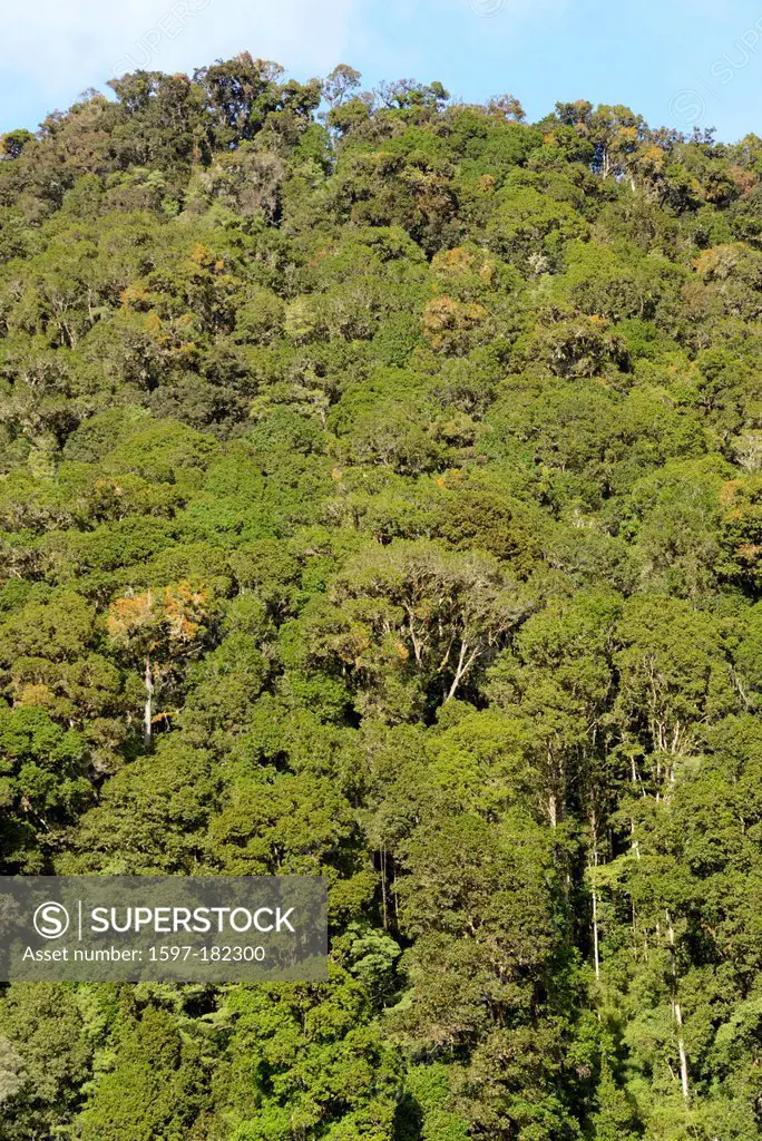 Central America, Costa Rica, San Gerardo de Dota, cloud forest, oak, forest, jungle, San Jose,
