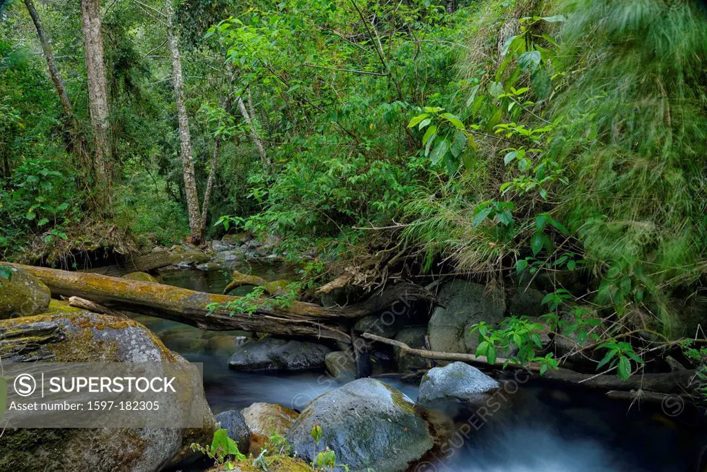 Central America, Costa Rica, San Gerardo de Dota, cloud forest, oak, forest, jungle, creek, water, San Jose,