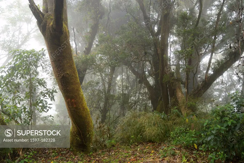 Central America, Costa Rica, Poas, volcanic, volcano, forest, cloud forest, fog, nature, tree, Alajuela,