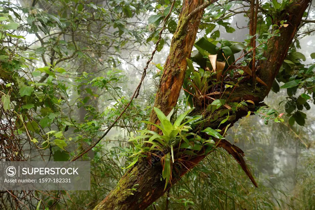 Central America, Costa Rica, Poas, volcanic, volcano, forest, cloud forest, fog, nature, tree, Alajuela,