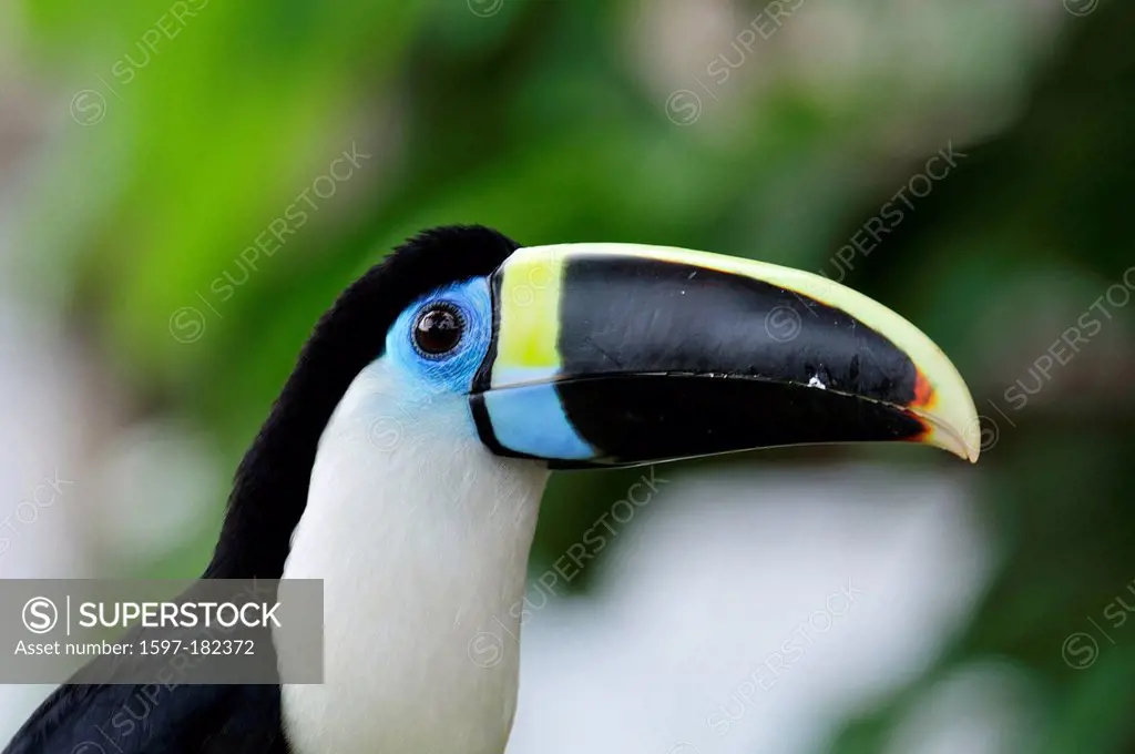 South America, Peru, Amazon, Ramphastos vitellinus, Toucan, Tucano, bird, beak, colourful,