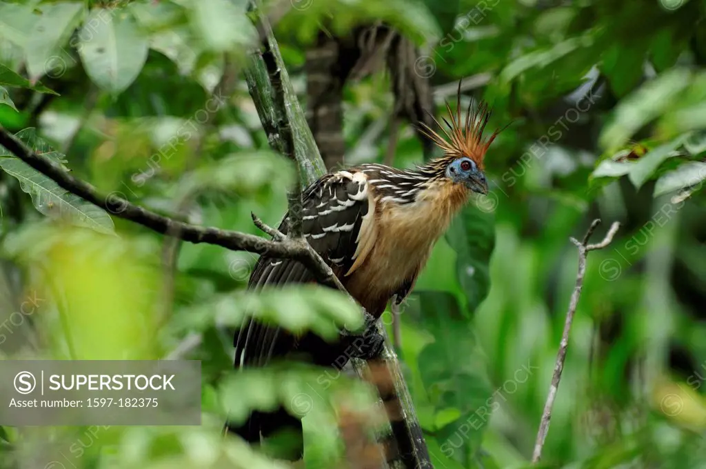 Opisthocomus hoazin, bird, Amazon, Peru,