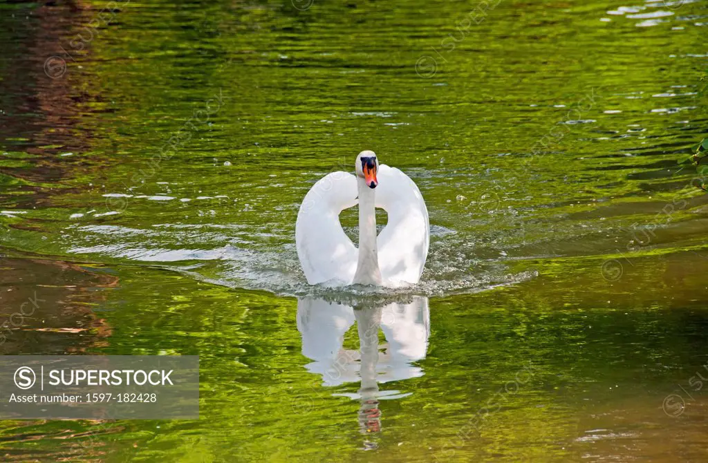 Cygnus olor, threatening posture, hump swan, male, swan, swim,