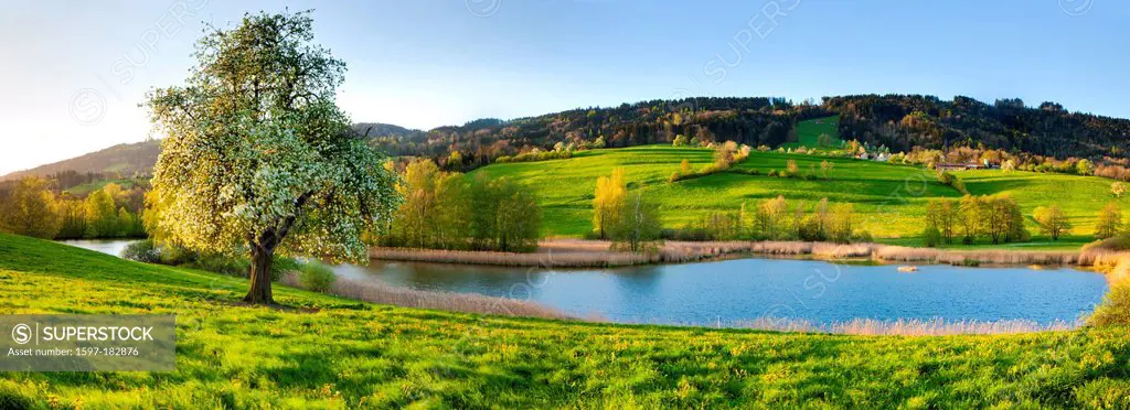 Unterharrows, Switzerland, Europe, canton, St. Gallen, trees, blossom, pear tree, meadow, pond, reed, nature reserve, spring