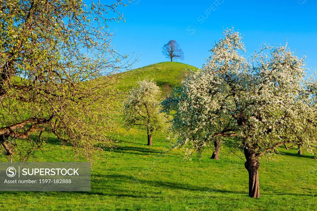 Ölegg, Switzerland, Europe, canton, Zug, meadow, hill, moraine hill, trees, blossom, pear trees, spring