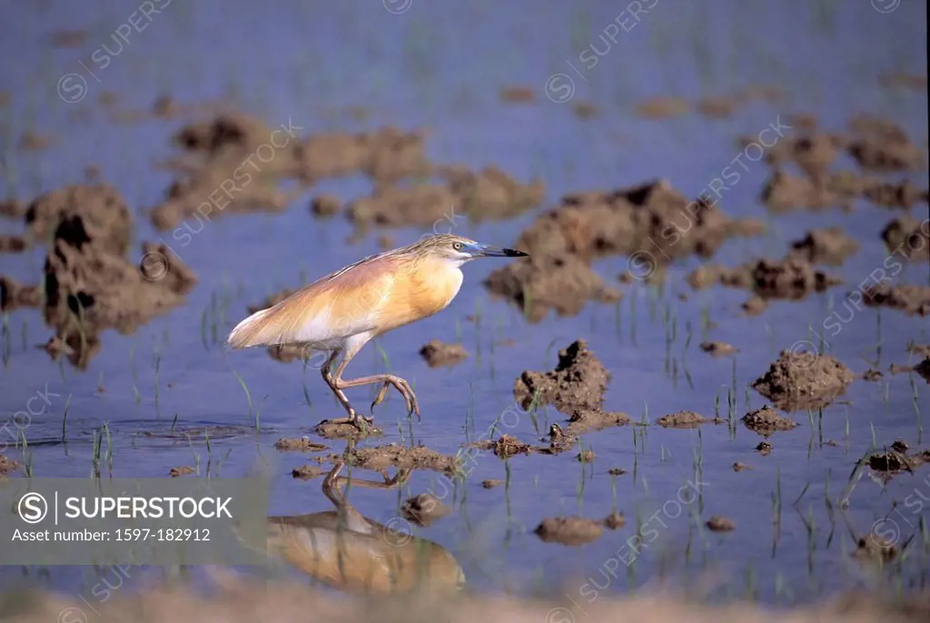 Squacco Heron, Ardeoa ralloides, Ardeidae, breeding plumag, heron, bird, animal, delta of Ebro, Spain