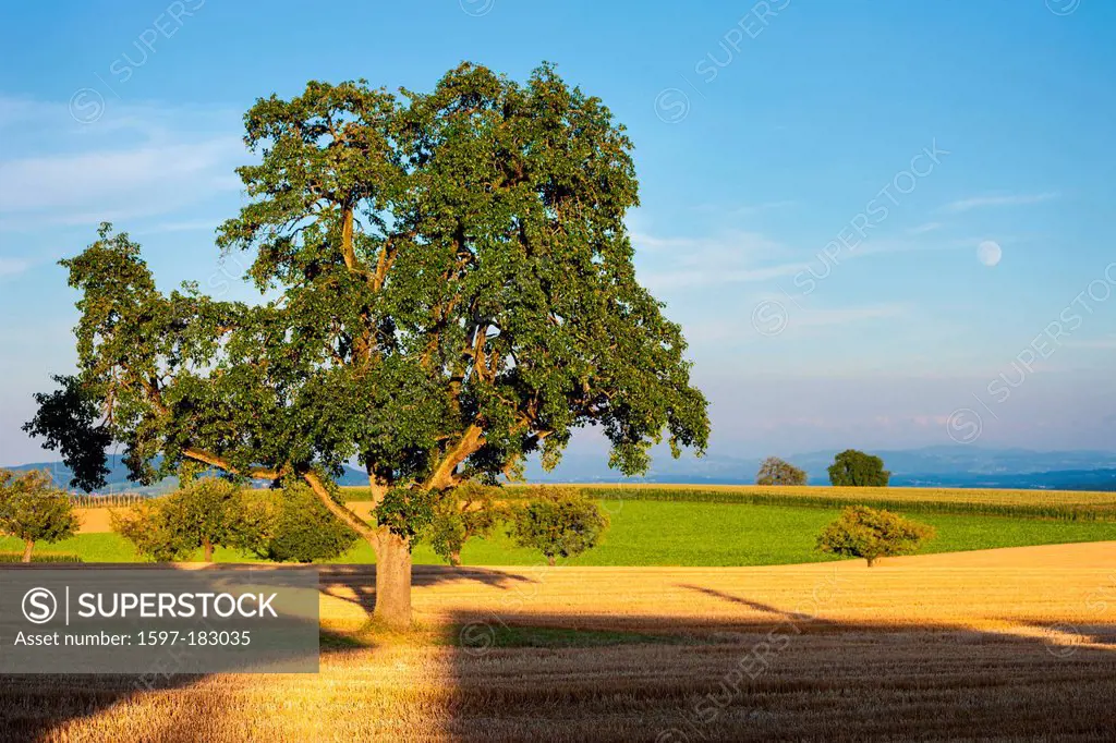 Lanzenneunforn, Switzerland, Europe, canton, Thurgau, fields, grain-field, cornfield, field, meadow, tree, pear tree, shade