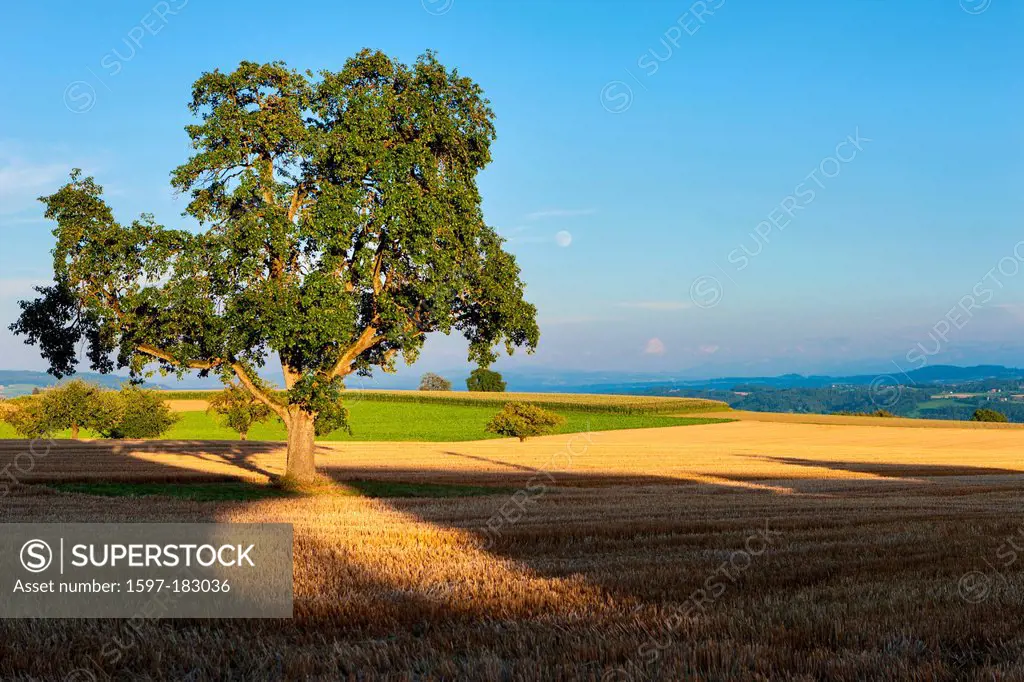 Lanzenneunforn, Switzerland, Europe, canton, Thurgau, fields, grain-field, cornfield, field, meadow, tree, pear tree, shade