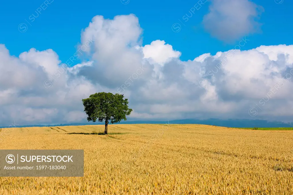 Mex, Switzerland, Europe, canton, Vaud, grain-field, cornfield, field, tree, clouds