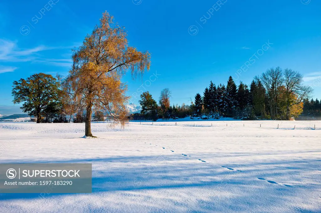 Niederwil, Switzerland, Europe, canton, St. Gallen, snow, trees, birch, autumn colouring, colors, autumn winter,