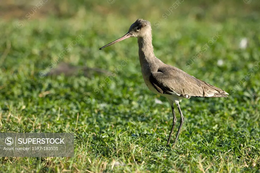 Europe, Black, tailed Godwit, Limosa limosa, bird, grass