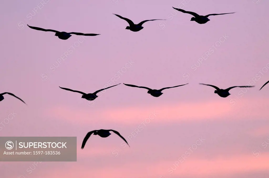 Europe, Barnacle Goose, Branta leucopsis, birds, geese, flight, sunset