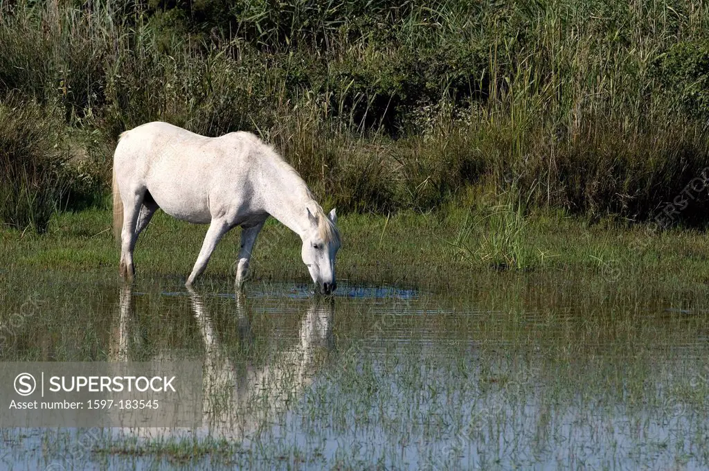 Europe, Camargue, Wild Horse, Horse, animal, pond, France, Equus caballus, white horse