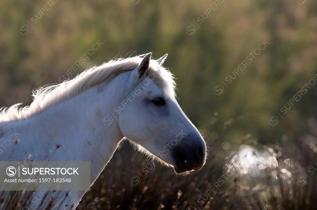 Europe, Camargue, Wild Horse, Horse, animal, head, France, Equus caballus, white horse