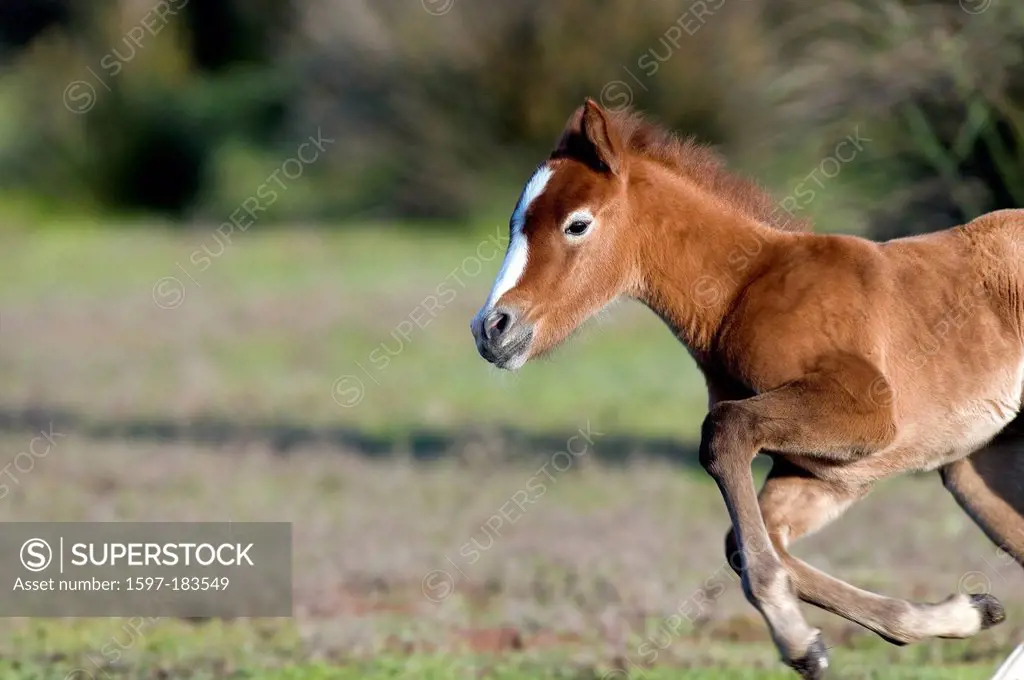 Europe, Camargue, Wild Horse, Horse, animal, head, France, Equus caballus, running, galop, foal
