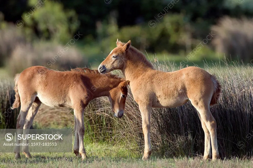 Europe, Cheval Camargue, Wild Horse, Camargue, France, foal, Equus caballus, animal