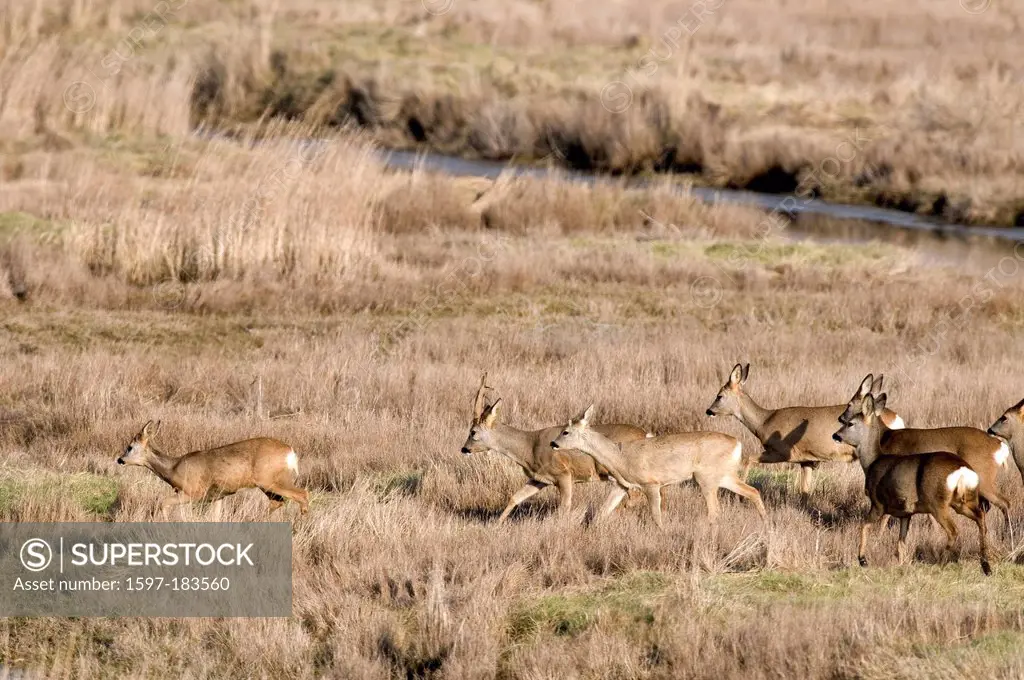 Europe, Roe Deer, Capreolus capreolus, herd, bevy, Field, animal,