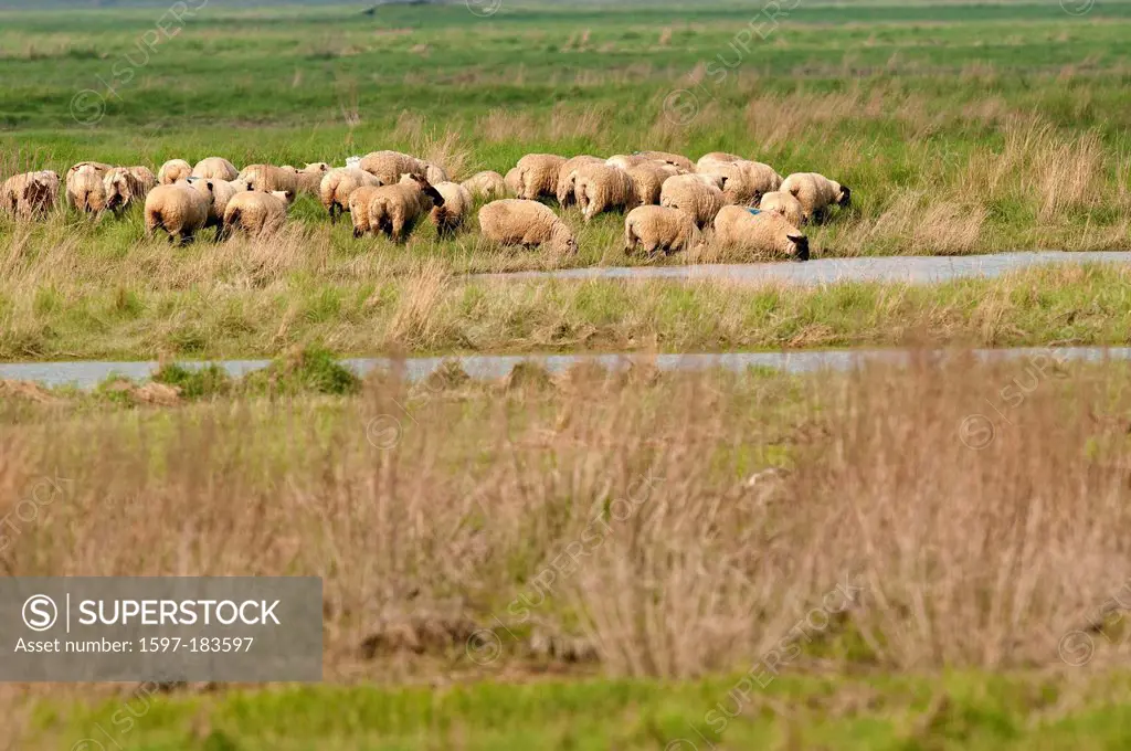 Europe, Animals, flock, France, Meadow, Sheep, agriculture, Baie de Somme