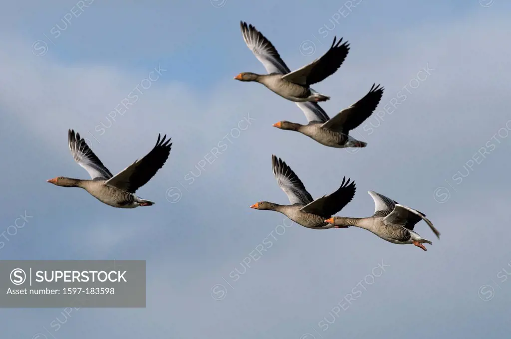 Europe, Goose, geese, flight, Greylag Goose, Anser anser