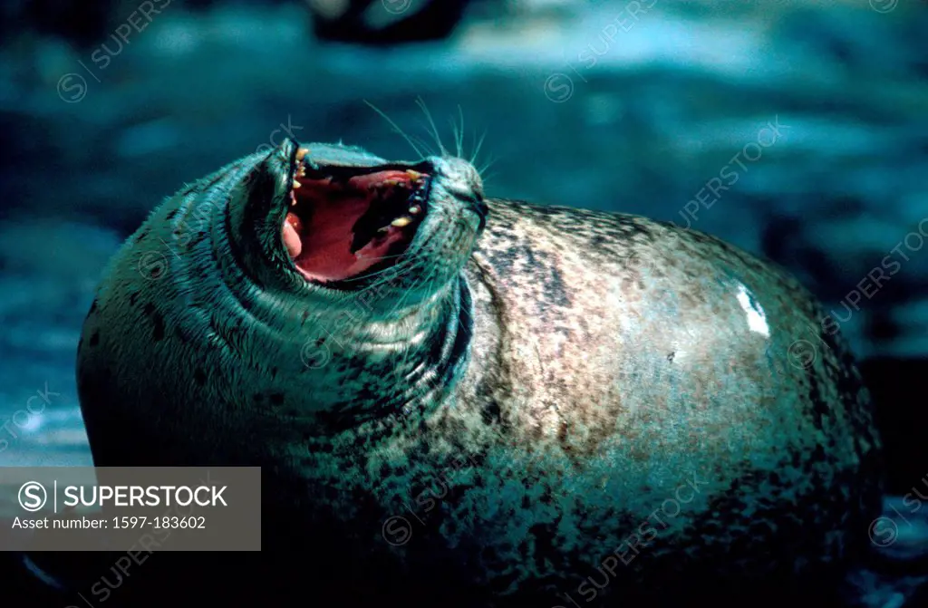 Europe, Harbor seal, seal, common seal, Shetland, Phoca vitulina, animal