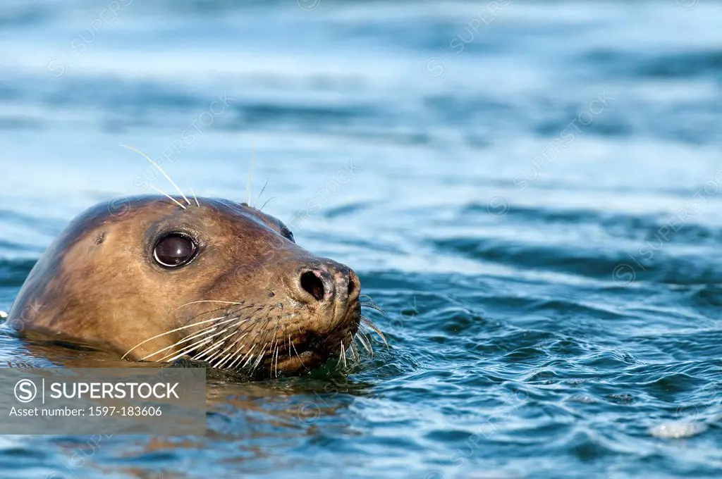 Europe, Harbor seal, seal, common seal, Shetland, Phoca vitulina, animal, water