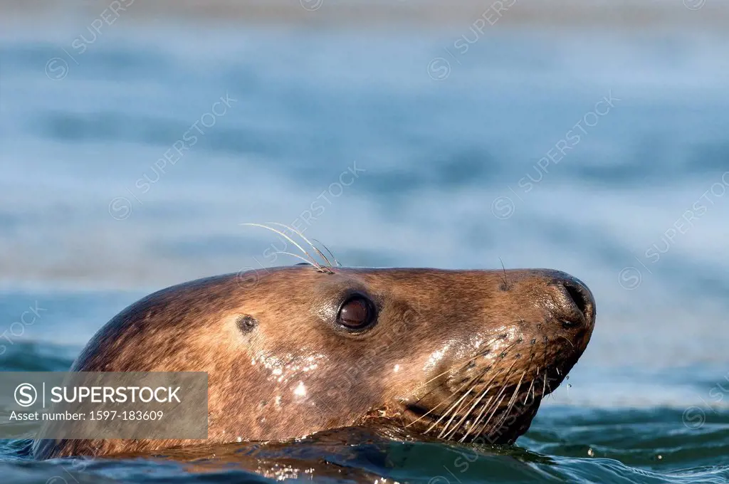 Europe, Seal, water, animal, Grey Seal, Halichoerus grypus