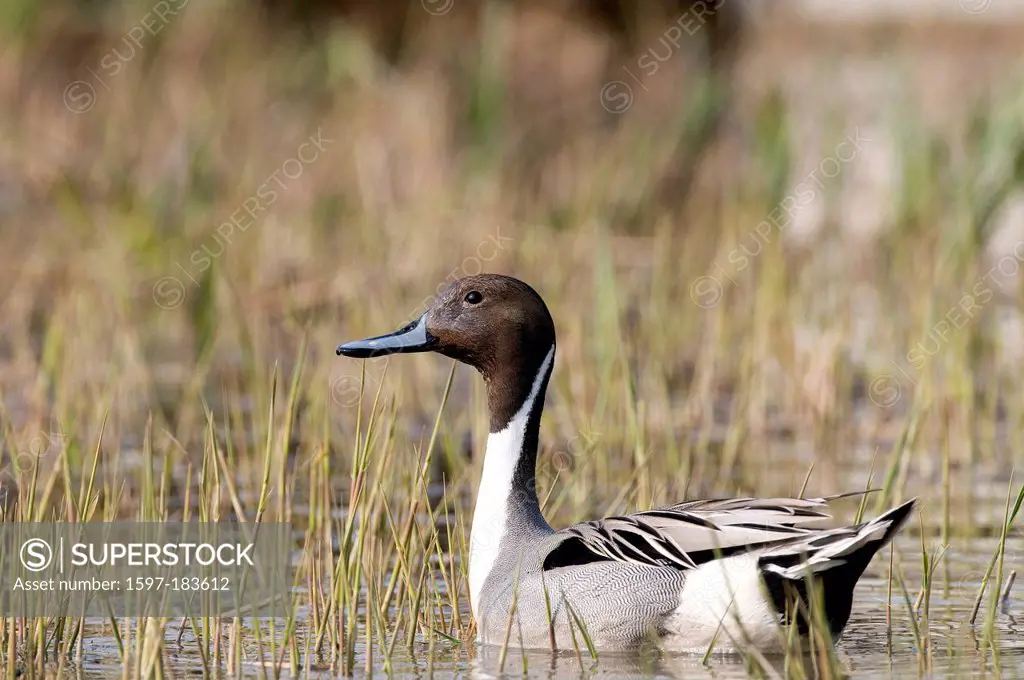 Europe, duck, bird, water, Common Pintail, Anas acuta