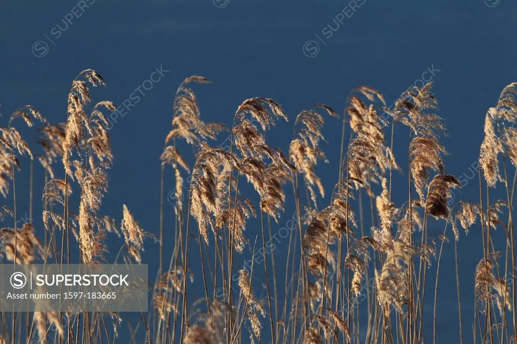 Greifensee, pattern, nature, preservation, reed, reserve, Switzerland, Europe, lake, sea, water, Zurich, Zurich uplands, Zurich, concepts, brown, grap...