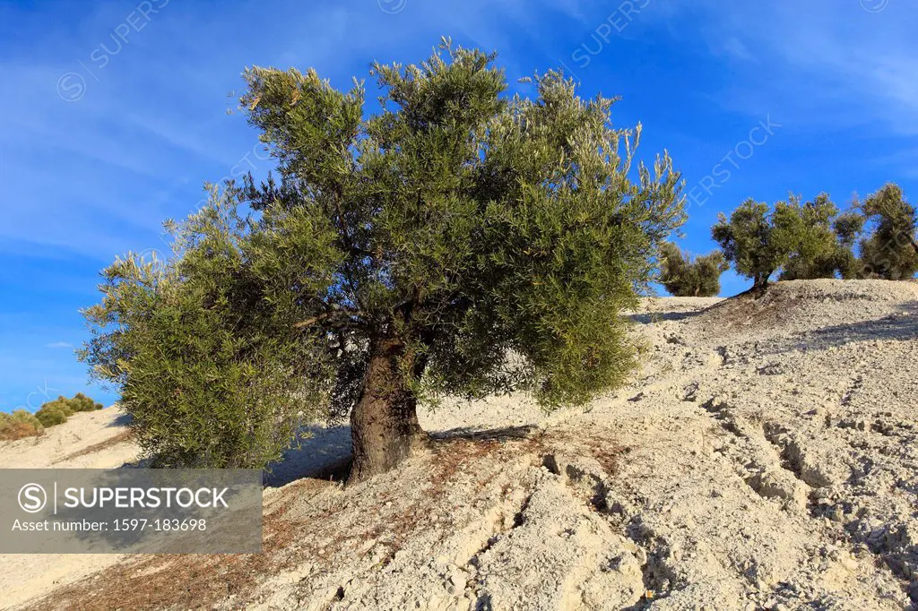 Cultivation, Outhouse, Andalusia, tree, trees, oak, Olea europaea, olive tree, plantation, province Jaén, Sierra Morena, Spain