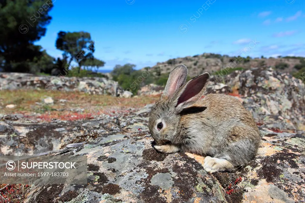 Andalusia, rabbit, bunny, rodent, rodent, ears, Oryctolagus cuniculus, portrait, province Jaén, Santa Elena, Sierra Morena, Spain, Europe, mammal, ani...